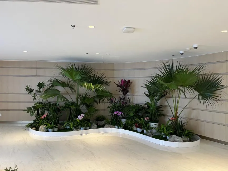 北仑花木出租哪家好